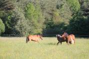 Large family home on a 78000 m² land 