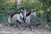 Cheval