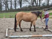 Ponette connemara