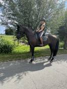 Cavalla KWPN Cavallo da Sport Neerlandese In vendita 2014 Altro colore ,  Eastwood s