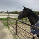 Cavalla KWPN Cavallo da Sport Neerlandese In vendita 2014 Altro colore ,  Eastwood s
