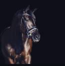 Cavalla KWPN Cavallo da Sport Neerlandese In vendita 2014 Altro colore ,  Eastwood s