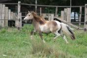Orolim LaPrequel, hongre mini-shetland PP pie isabelle
