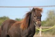 Ombriel LaPrequel, hongre mini-shetland PP