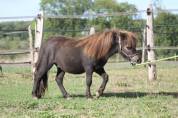 Ombriel LaPrequel, hongre mini-shetland PP