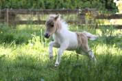 Passiel LaPrequel, mâle mini-shetland PP pie palomino