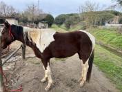 Cavallo castrone tobiano