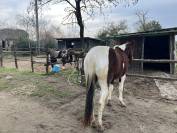 Cavallo castrone tobiano