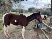 Cavallo castrone tobiano