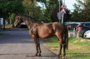 Hongre dressage Emotion St val/Karamel de Lauture