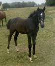 Poulain top origine 