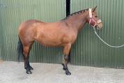 Connemara ponies for sale