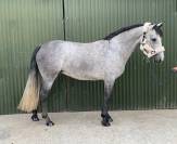 Connemara ponies for sale