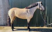 Connemara ponies for sale