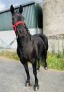 Connemara ponies for sale