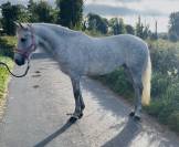 Connemara ponies for sale