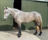 Connemara ponies for sale
