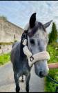 Connemara ponies for sale