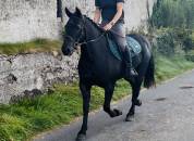 Connemara ponies for sale