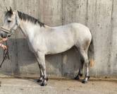 Connemara ponies for sale