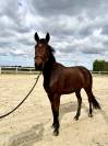 Trotteur français de 6 ans monté 
