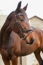 Trotteur français de 6 ans monté 
