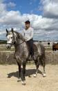 Magnifique Hongre Pure Race Espagnol PP de 8 ans 