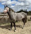 Magnifique Hongre Pure Race Espagnol PP de 8 ans 