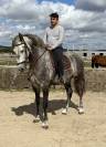 Magnifique Hongre Pure Race Espagnol PP de 8 ans 