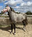 Magnifique Hongre Pure Race Espagnol PP de 8 ans 