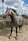 Magnifique Hongre Pure Race Espagnol PP de 8 ans 