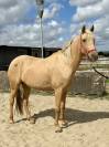 Jument Espagnol Palomino de 5 ans 