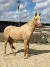 Jument Espagnol Palomino de 5 ans 
