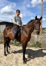 Hongre Espagnol de 15 ans 