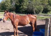 Pouliche par Candy de Nantuel