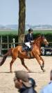 Hongre de 6ans par i’m Special De Muze x Ulak Du Chatea