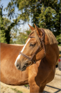  Petit cheval de 3 ans polyvalent sport & loisir