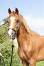 Ruin Welsh Pony (Section B) Te koop 2020 Vos
