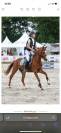 Ruin Welsh Pony (Section B) Te koop 2020 Vos