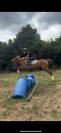Ruin Welsh Pony (Section B) Te koop 2020 Vos