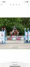 Ruin Welsh Pony (Section B) Te koop 2020 Vos