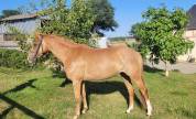 Ponette de 4 ans