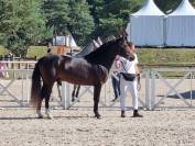 Etalon New Forest