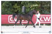 Etalon New Forest