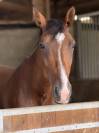 Jument cso amateur