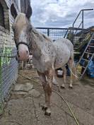 Jeune appaloosa 2 ans pp