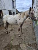 Jeune appaloosa 2 ans pp