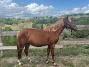 PONEY POTTOCK 4 ANS