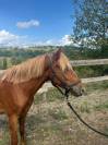 PONEY POTTOCK 4 ANS