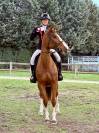 Excellente Jument 5 ans Mylord x Diamant